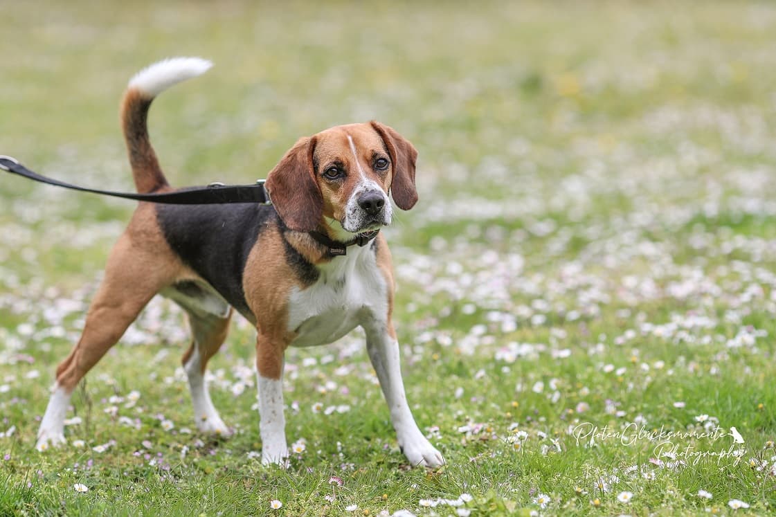 Beagle-Mix Timo