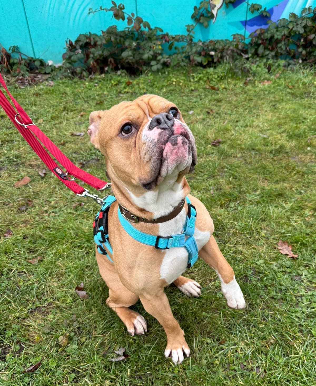 Englische Bulldogge-Mix Capone