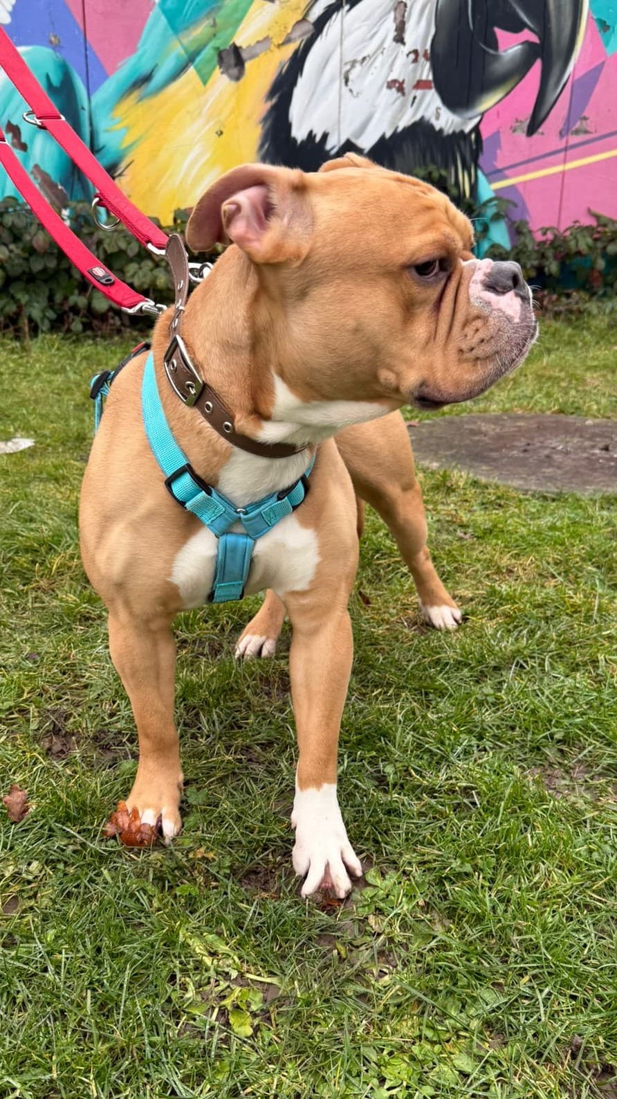 Englische Bulldogge-Mix Capone