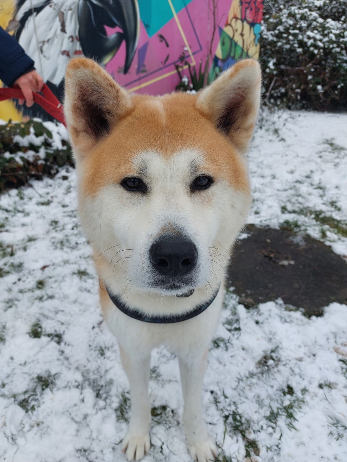 Akita Hachiko