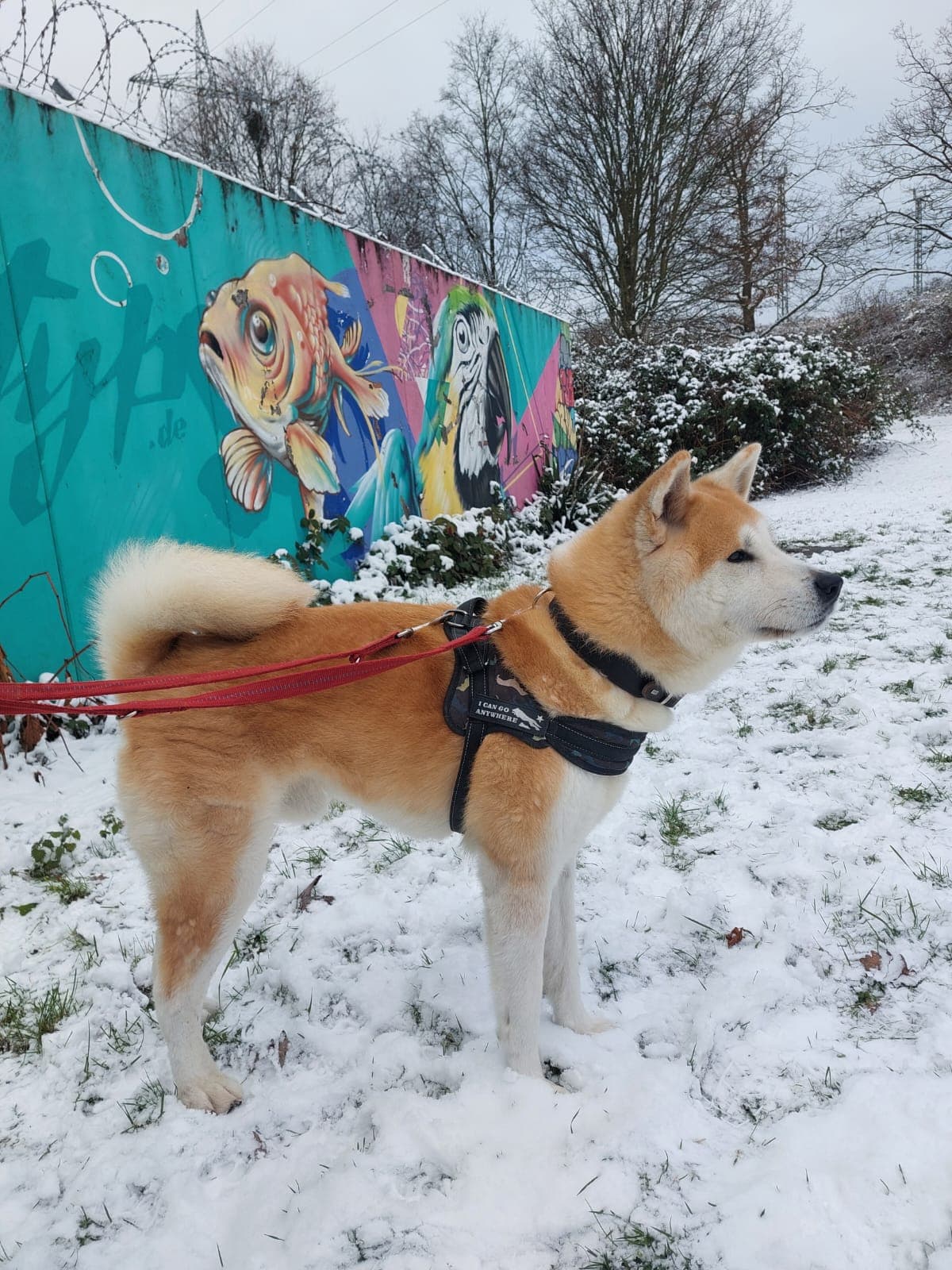 Hachiko - Akita - Bild 2