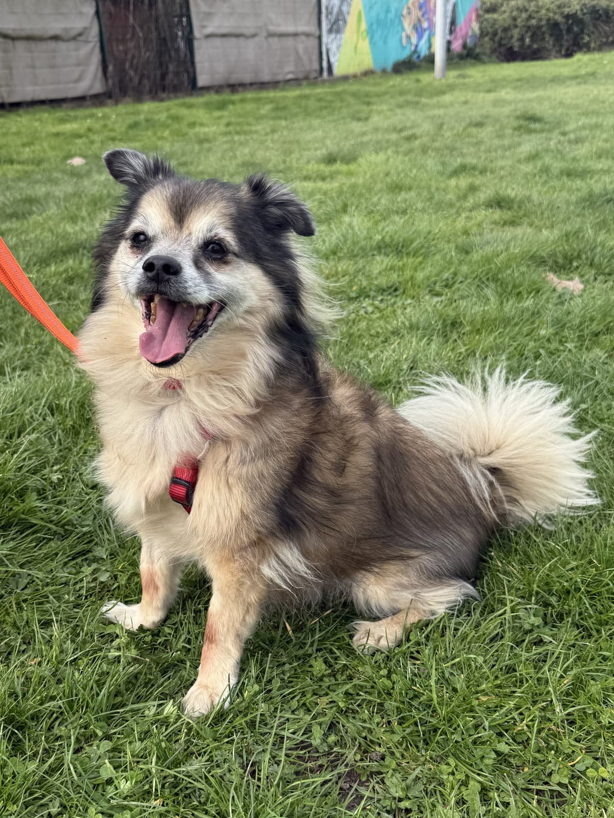 Shih Tzu-Mix Rocky