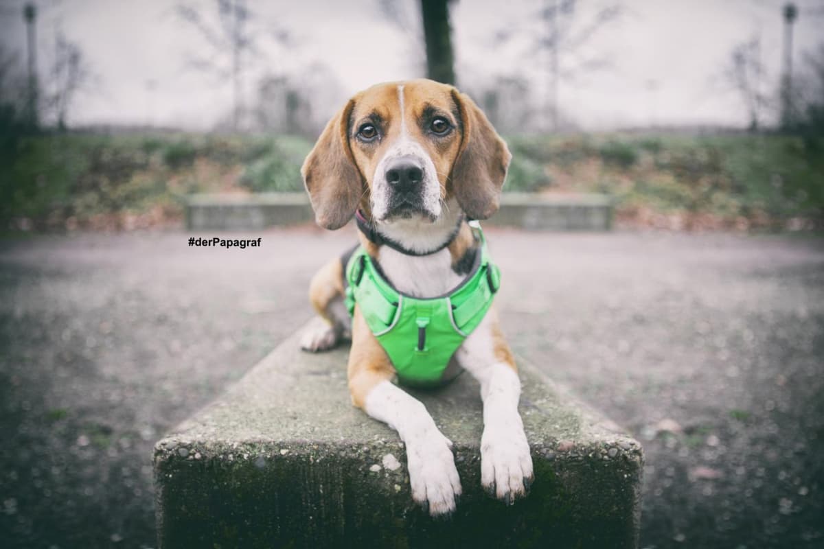 Timo - Beagle - Bild 11