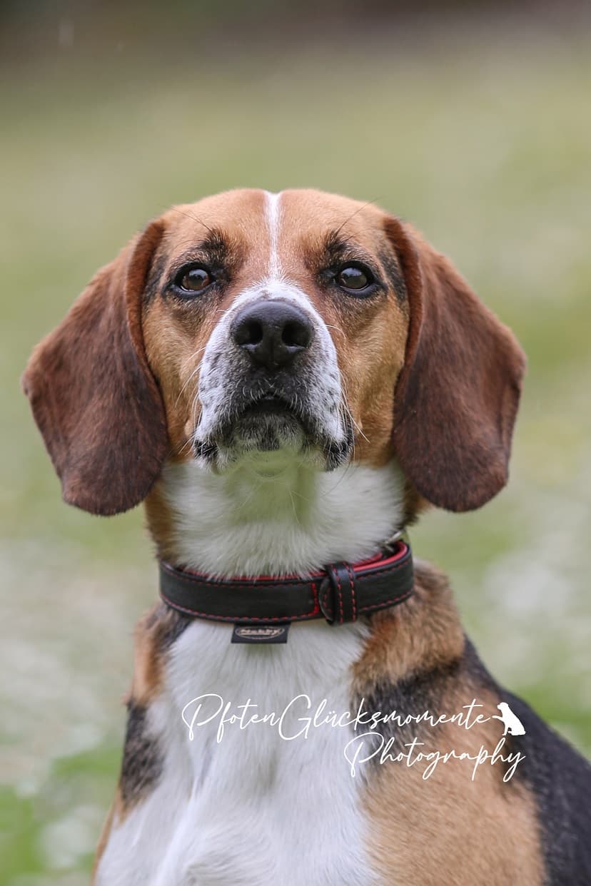 Timo - Beagle - Bild 4