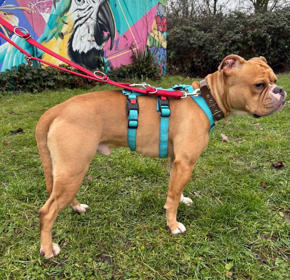 Capone - Englische Bulldogge - Bild 8