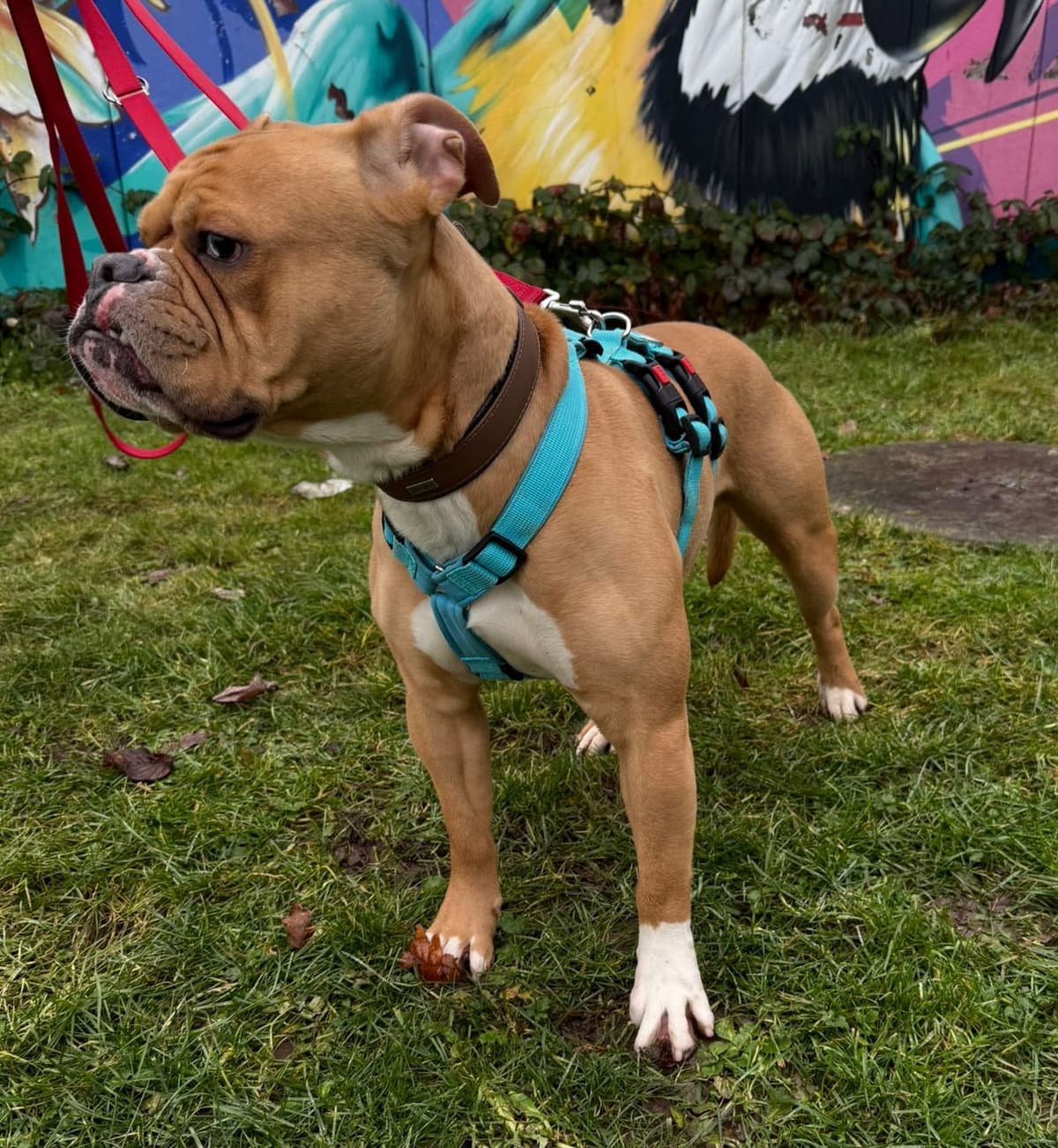 Capone - Englische Bulldogge - Bild 4