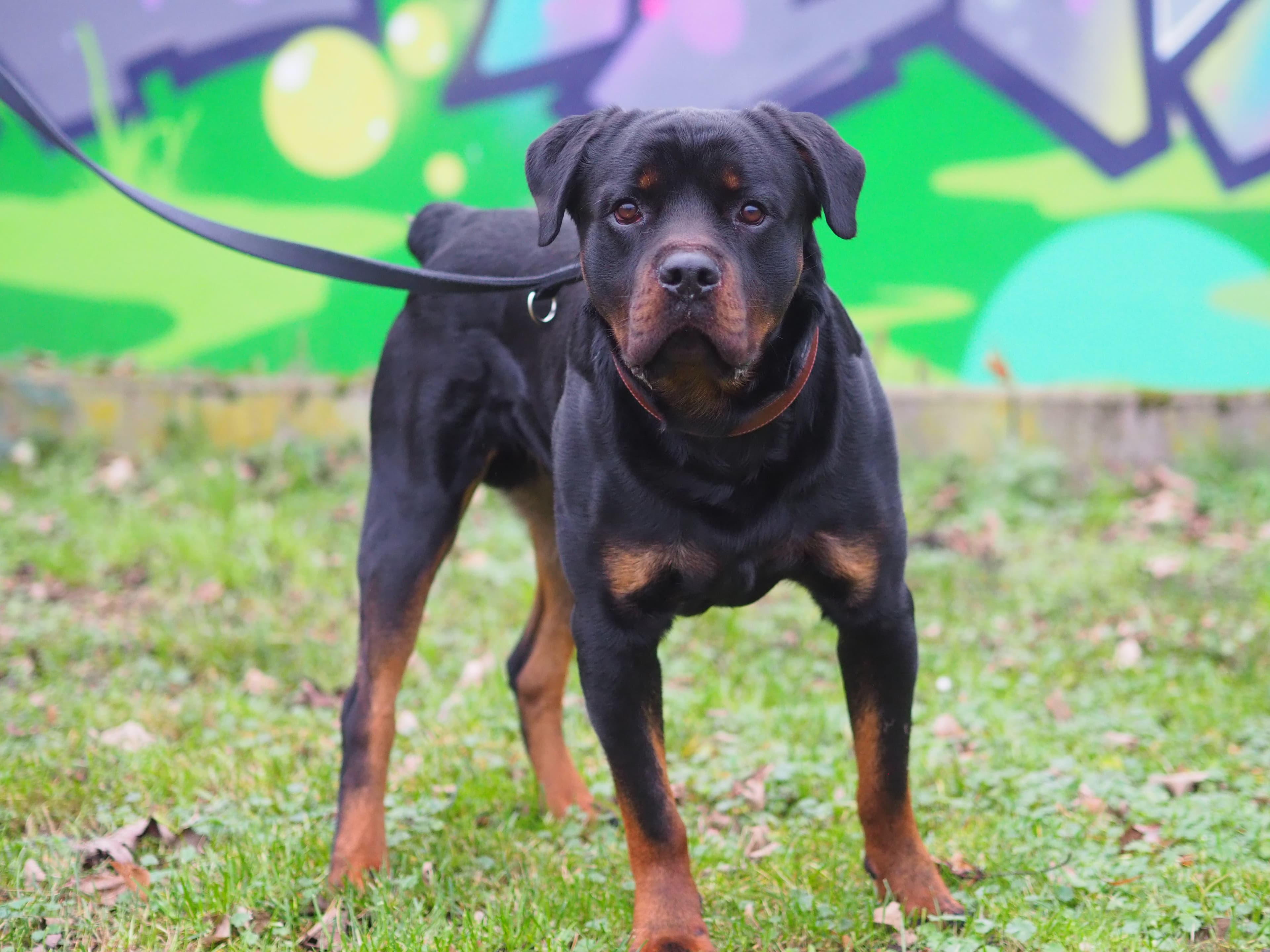 Githar - Rottweiler - Bild 6