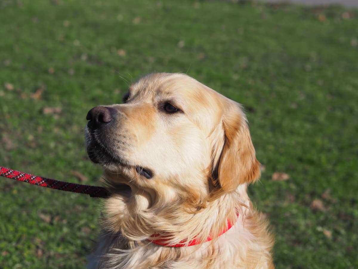 Nelson - Golden Retriever - Bild 4