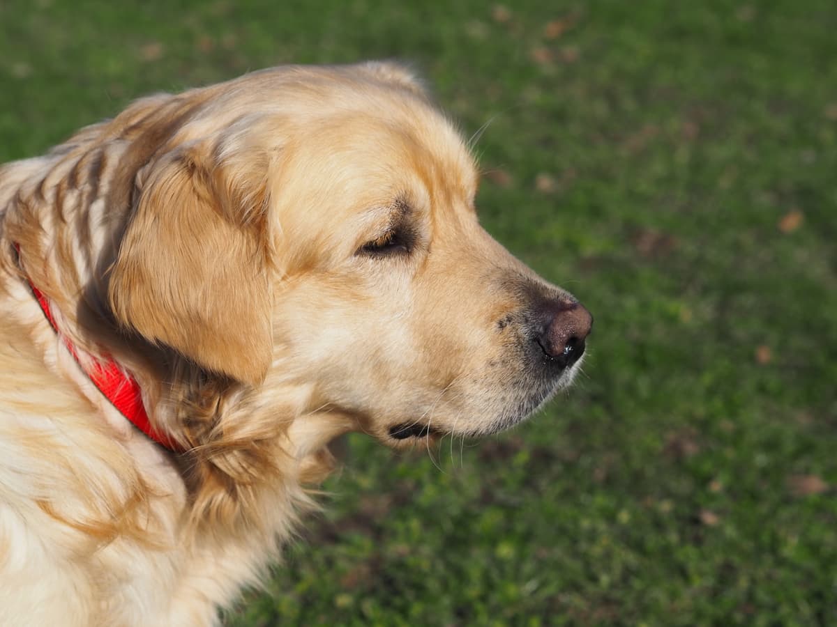Nelson - Golden Retriever - Bild 2