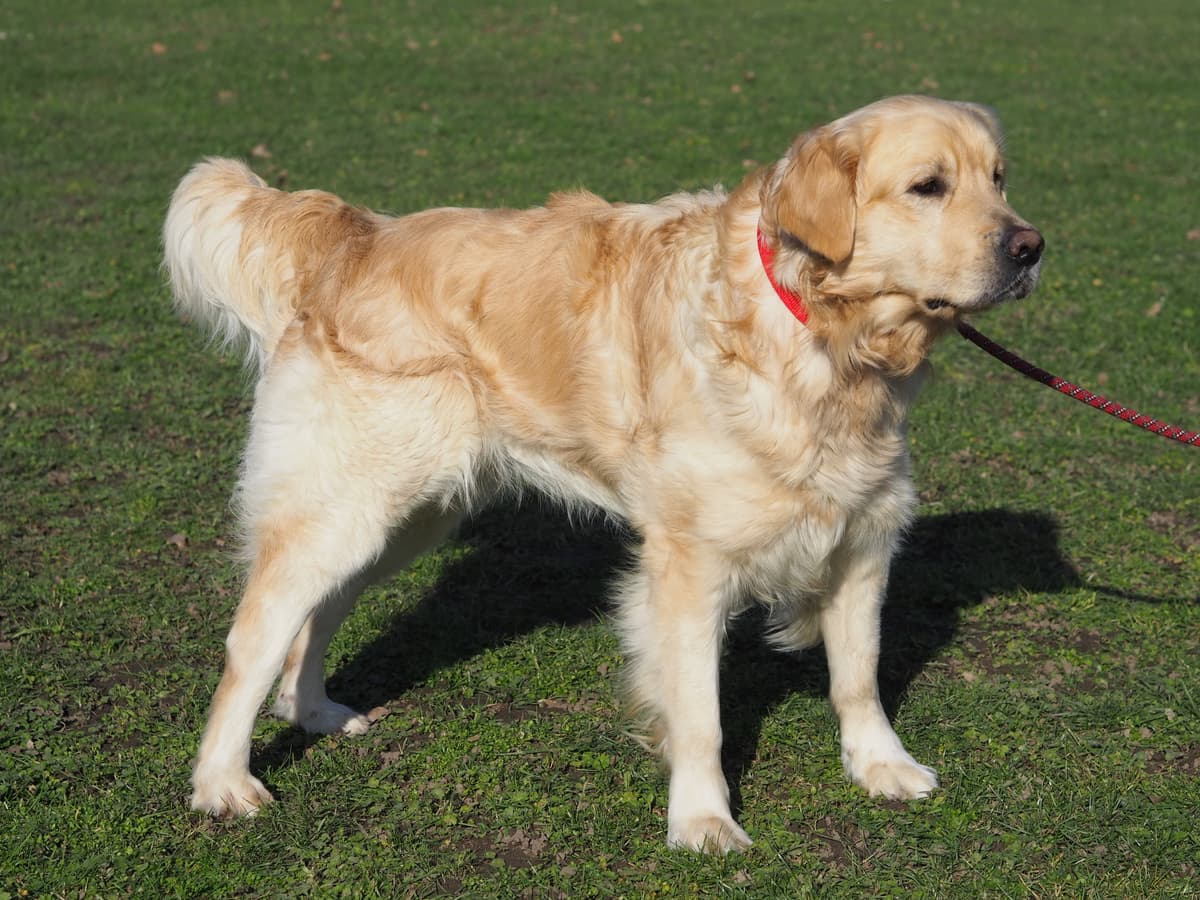 Nelson - Golden Retriever - Bild 6