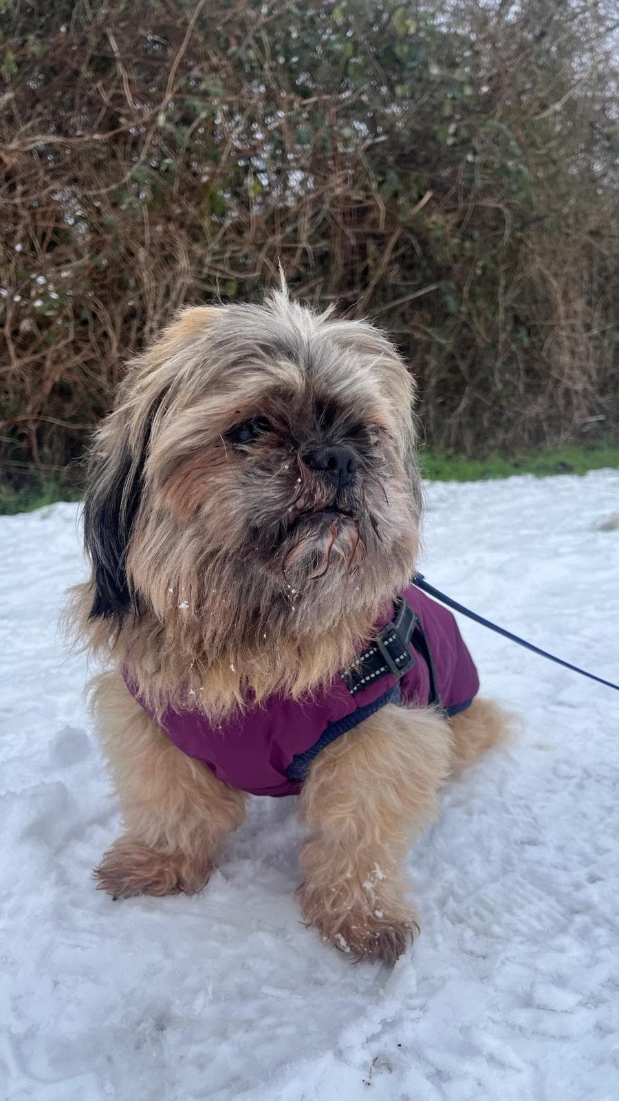 Susi - Shih Tzu - Bild 2