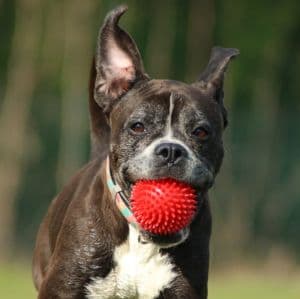 Bombay - Deutscher Boxer, Dackel - Bild 2