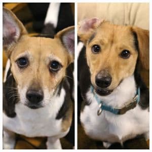 Jack Russell Terrier Lilly