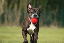 Bombay - Deutscher Boxer, Dackel - Bild 10