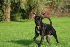 Brutus - Deutsche Dogge, Cane Corso Italiano - Bild 6
