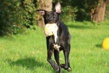 Brutus - Deutsche Dogge, Cane Corso Italiano - Bild 8