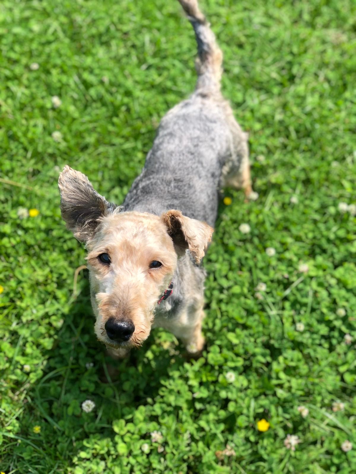 Jacky - Welsh Terrier - Bild 6