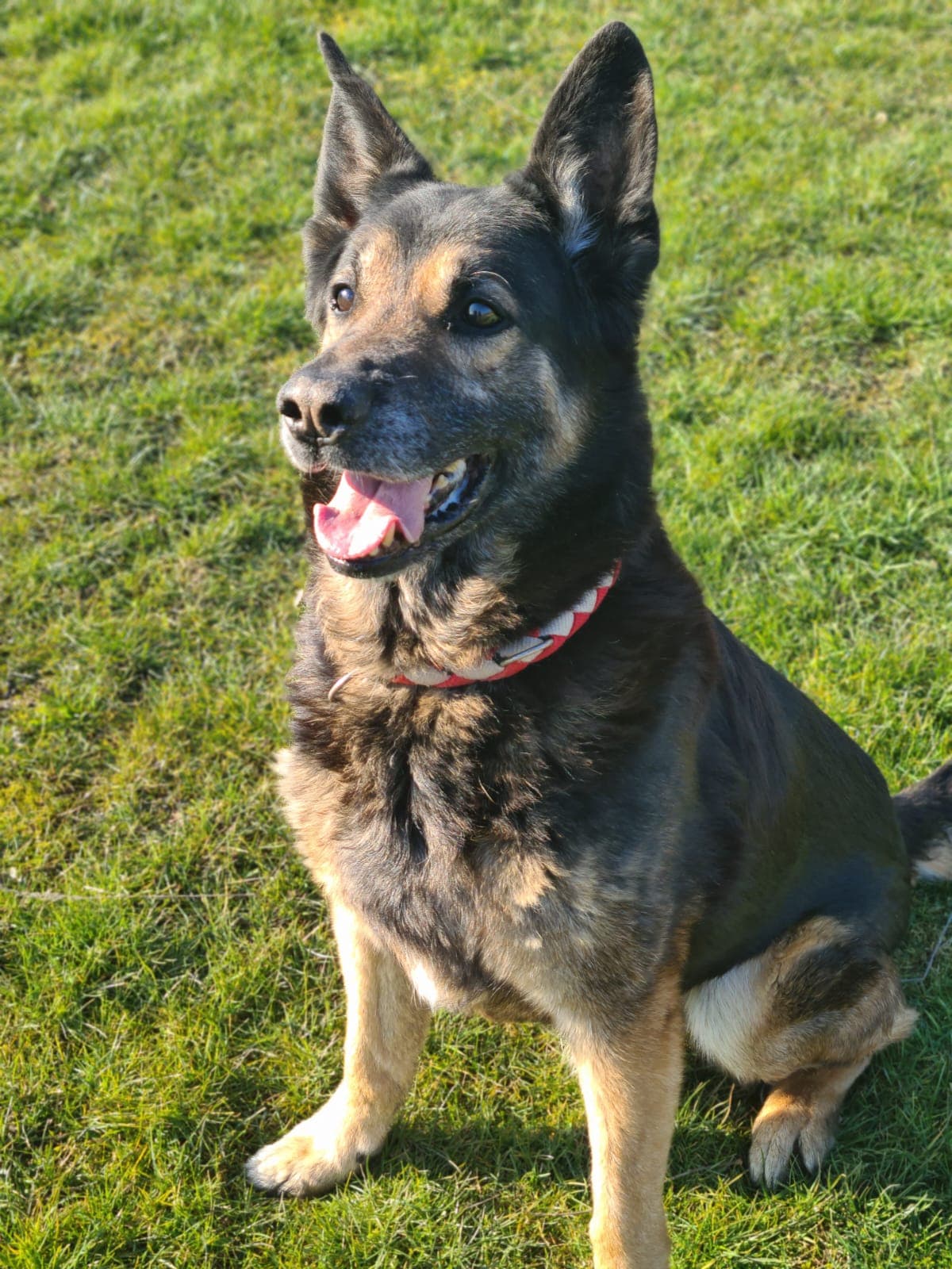 Ronny - Deutscher Schäferhund - Bild 5