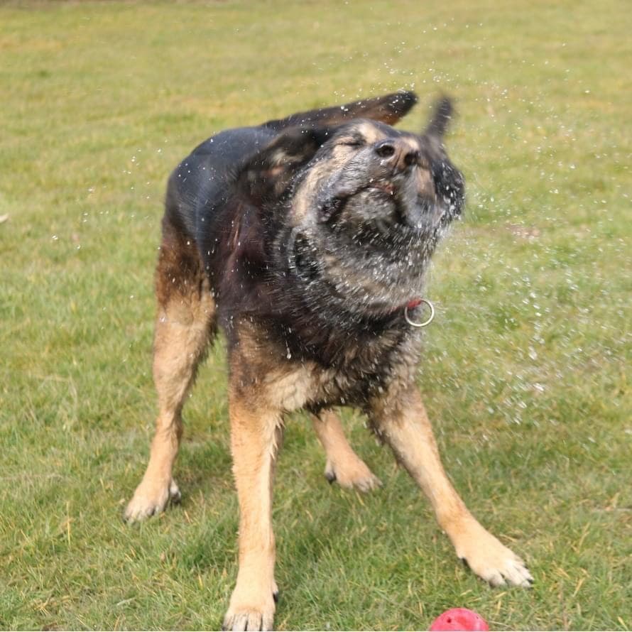 Ronny - Deutscher Schäferhund - Bild 4