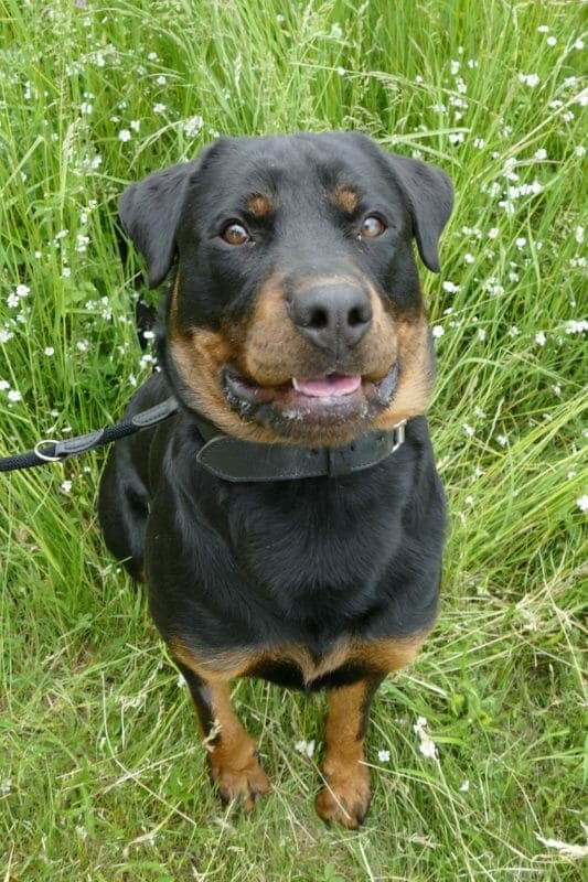 Rocky - Rottweiler - Bild 9