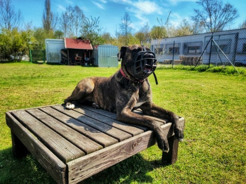 Cane Corso Italiano-Mix Thyson