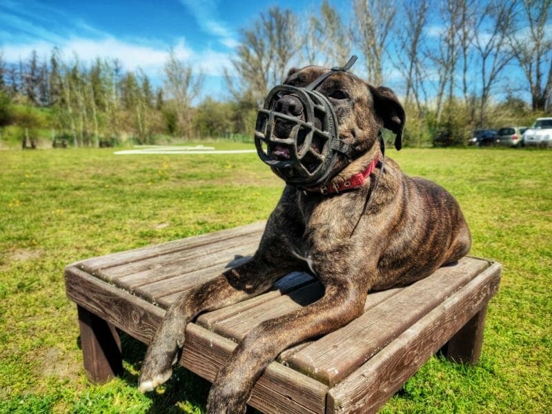 Thyson - Cane Corso Italiano - Bild 2