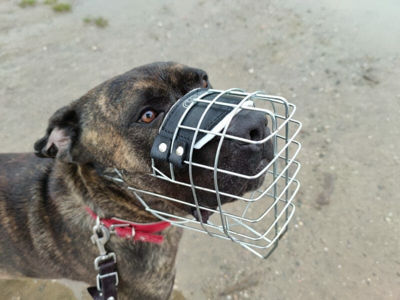 Thyson - Cane Corso Italiano - Bild 8