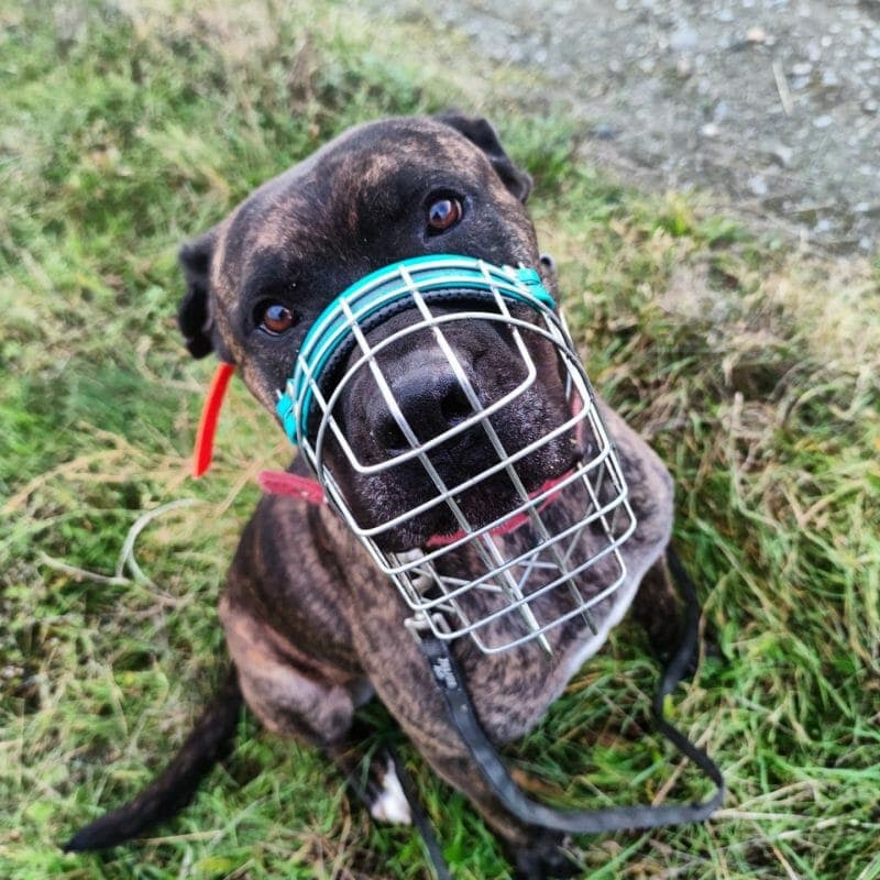 Thyson - Cane Corso Italiano - Bild 9