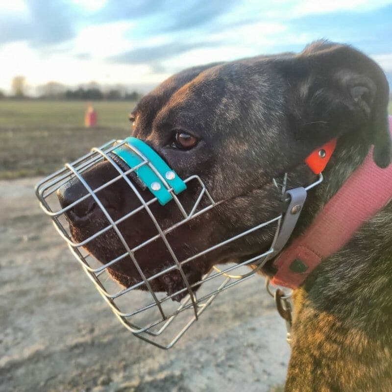 Thyson - Cane Corso Italiano - Bild 10