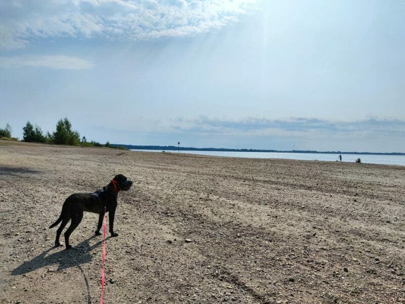 Thyson - Cane Corso Italiano - Bild 4