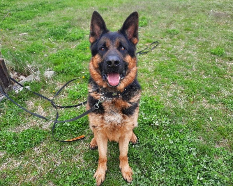 Sharek - Deutscher Schäferhund - Bild 7