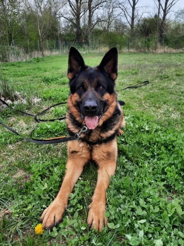 Sharek - Deutscher Schäferhund - Bild 10