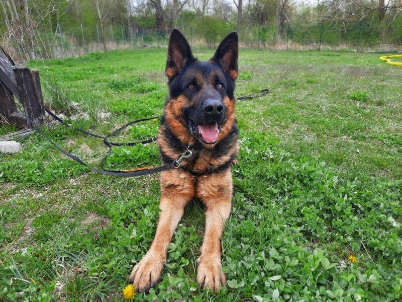 Sharek - Deutscher Schäferhund - Bild 4