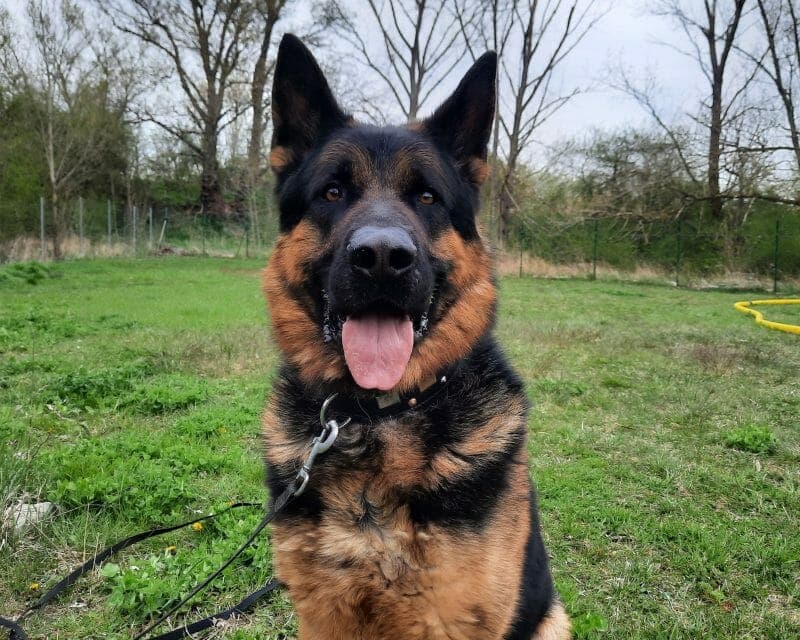 Sharek - Deutscher Schäferhund - Bild 5