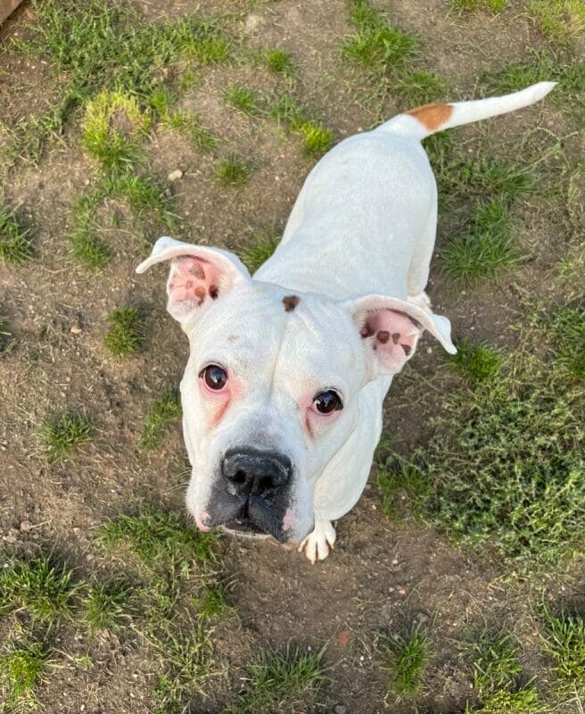 Deutscher Boxer-Mix Grace