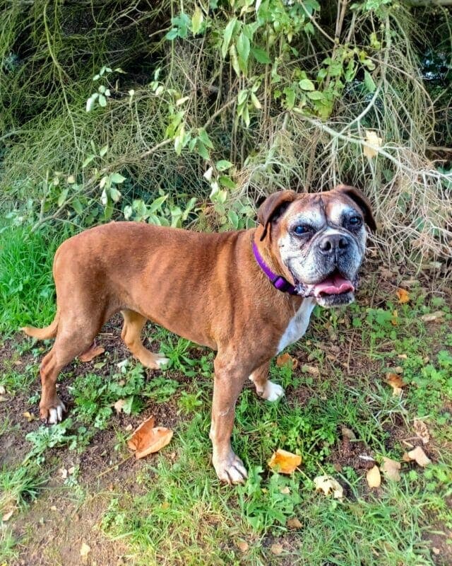 Deutscher Boxer-Mix Amy