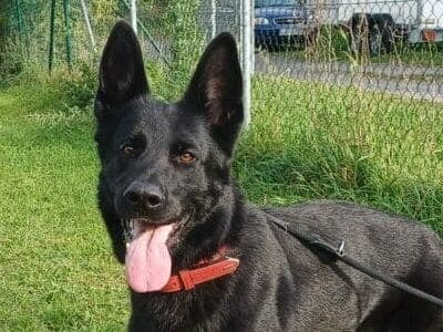 Nova - Deutscher Schäferhund - Bild 7