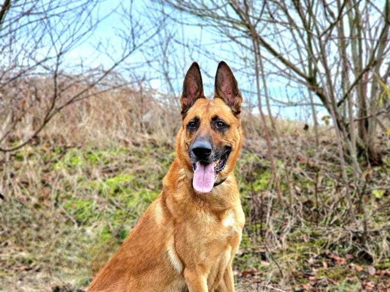 Deutscher Schäferhund-Mix Lucky