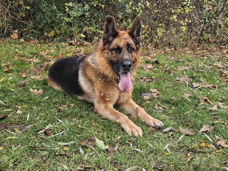 Deutscher Schäferhund Tarek