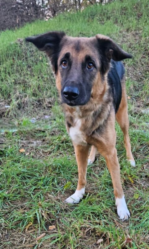 Penny - Deutscher Schäferhund - Bild 4