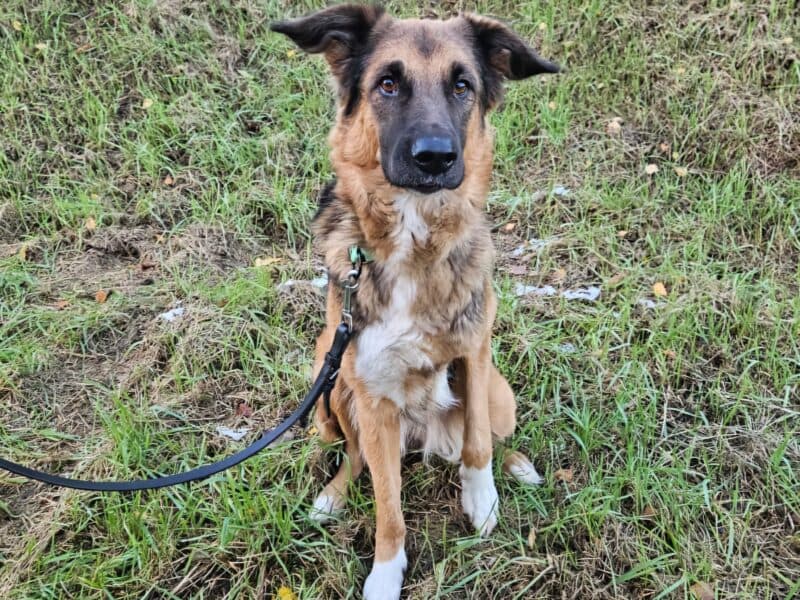 Penny - Deutscher Schäferhund - Bild 2