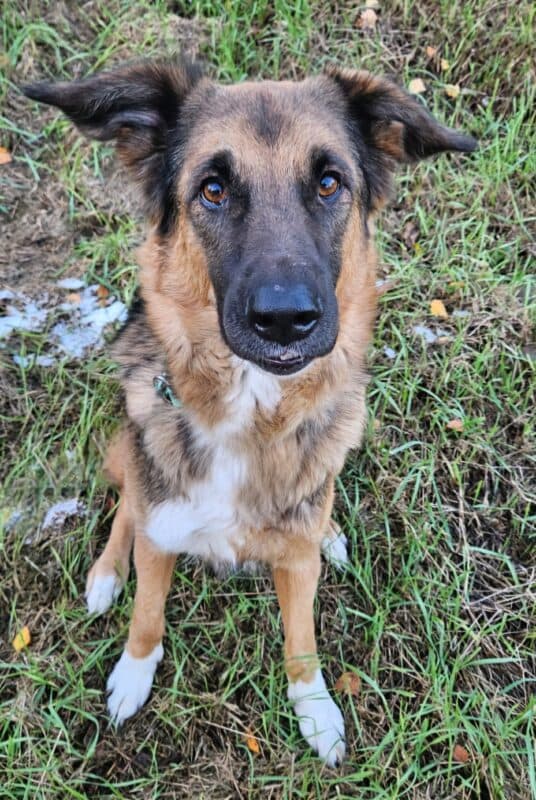 Penny - Deutscher Schäferhund - Bild 5