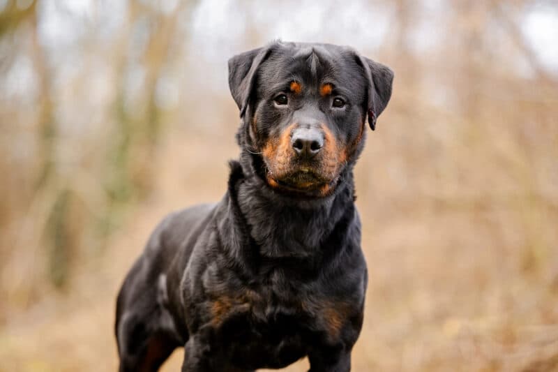 Rottweiler Pablo