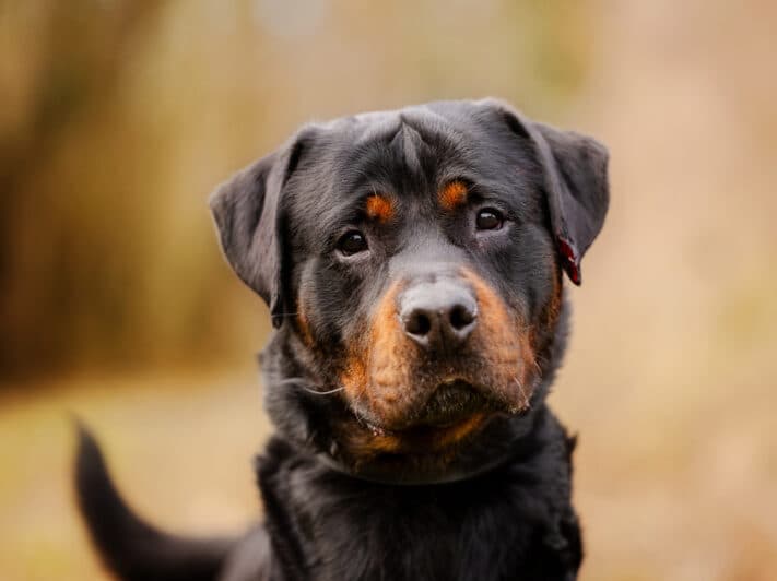 Pablo - Rottweiler - Bild 2