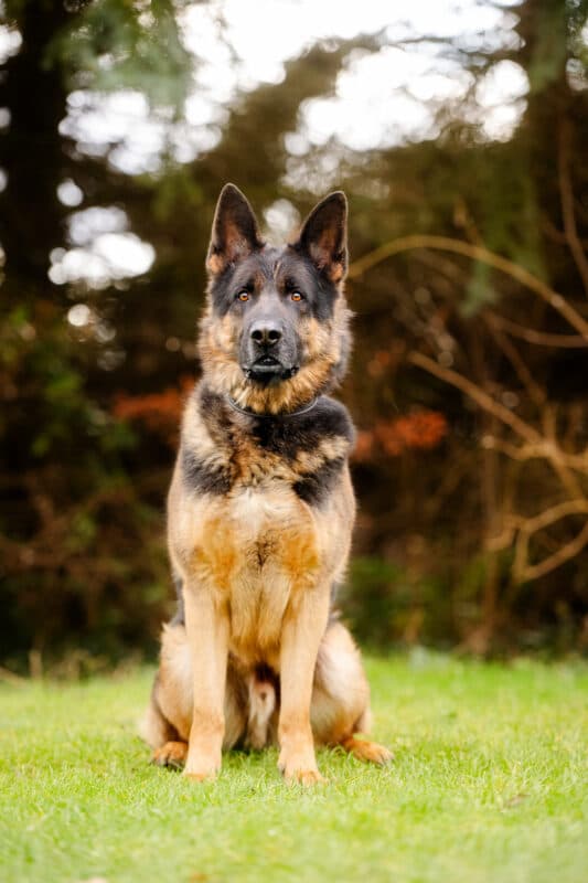 Sharek - Deutscher Schäferhund - Bild 8