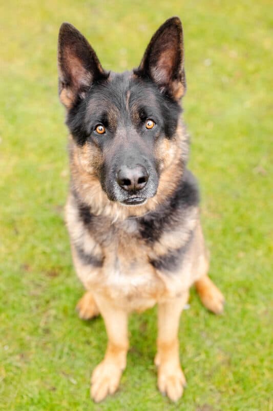 Sharek - Deutscher Schäferhund - Bild 9