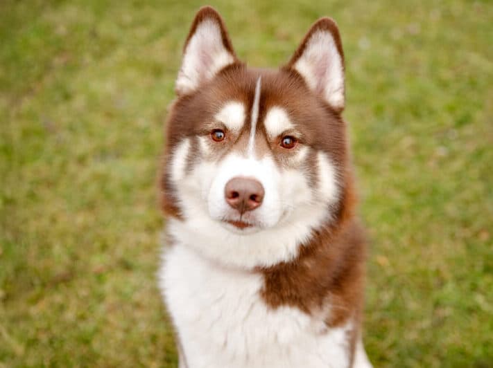 Siberian Husky Snorre