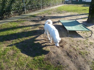 Toni - Labrador Retriever - Bild 11