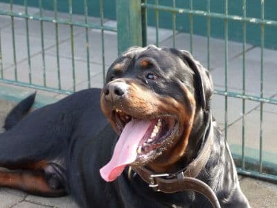 Unbekannt - Rottweiler - Bild 3