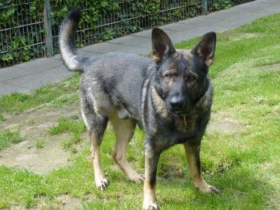 Tai - Deutscher Schäferhund - Bild 4